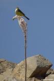 Bird on a sea squill