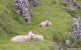 Contented sheep