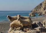 Sheep by the sea