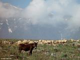Pasture near Anopolis