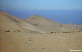 Sheep in the high mountain desert