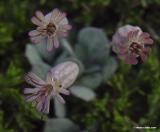 Silene variegata, a rare high mountains endemic