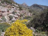 Spiny broom