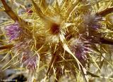 Thistle