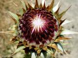 Thistle