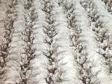 Vineyard in the snow