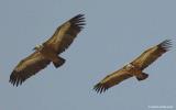 Griffon vulutres