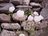 Ranunculus