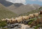 Sheep in the White Mountains (near Pirou)