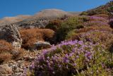 Thyme in the White Mountains