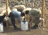 Milking sheep