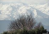 Flowering tree and the White Mountains