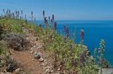 Delphinium staphisagria on the path between Loutro and Agia Roumeli