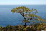 Pine tree above the sea near Sougia
