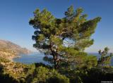 Pine tree above Sougia