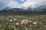 Grazing sheep in the open area to the South of Aradena (on the way to Livaniana). Obviously this was photographed in the middle of winter