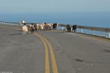 Sheep (and a couple of goats) on the road, a common occurence in the region of Sfakia. The safety barriers have also proven to be a great hit with goats as scratching posts